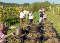 les vendanges