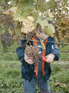 les vendanges
